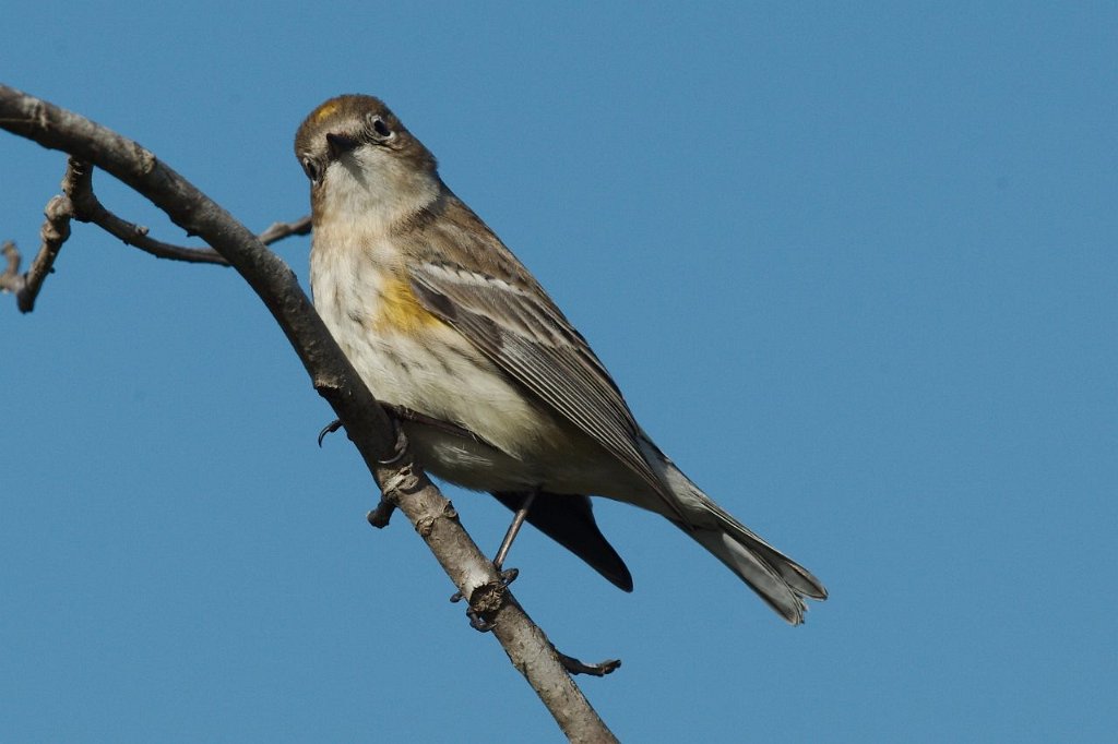 Yellow-rumped Warbler.jpg